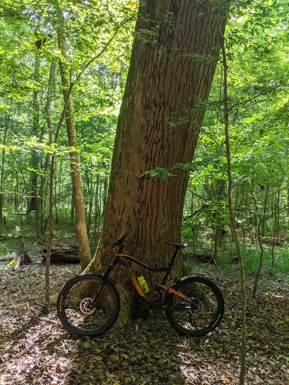 Wannamaker North Trail