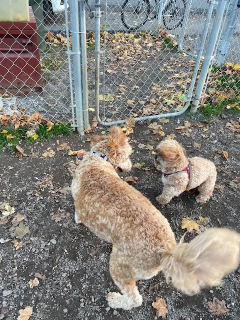 Greenwood Lake Bark Park