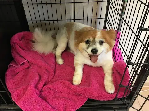 Shannon's Dog Grooming Shop