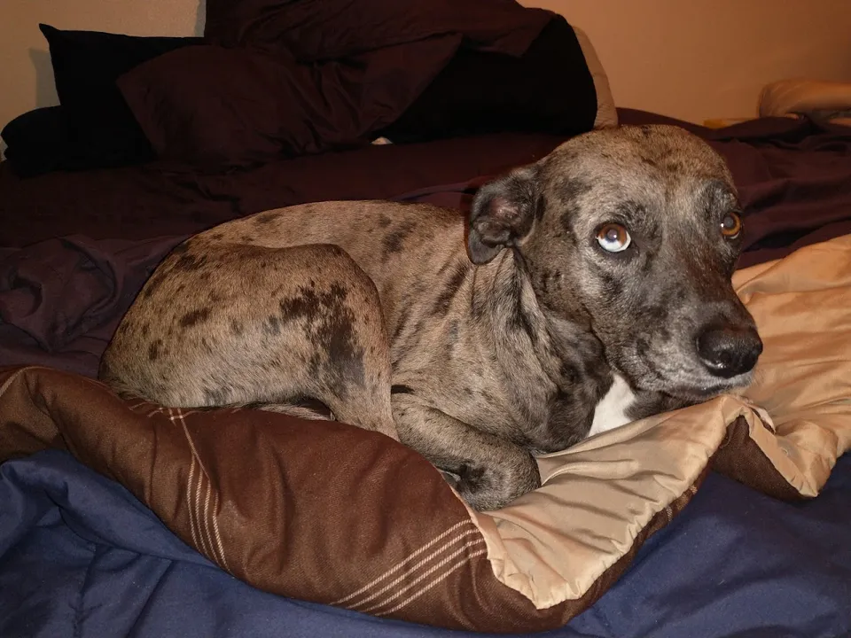 Atlantic Animal Hospital – Port Orange