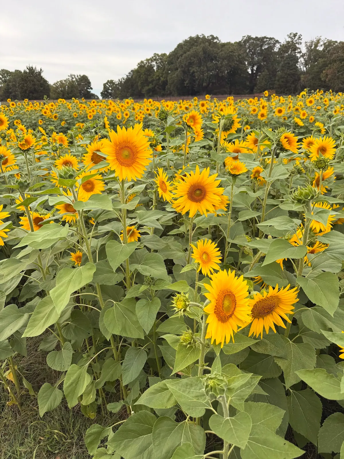 Blooming Acres Farm of NC
