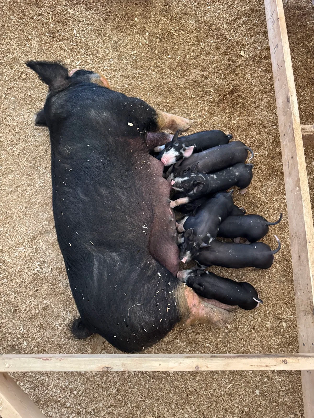 Black Willow Pond Farm