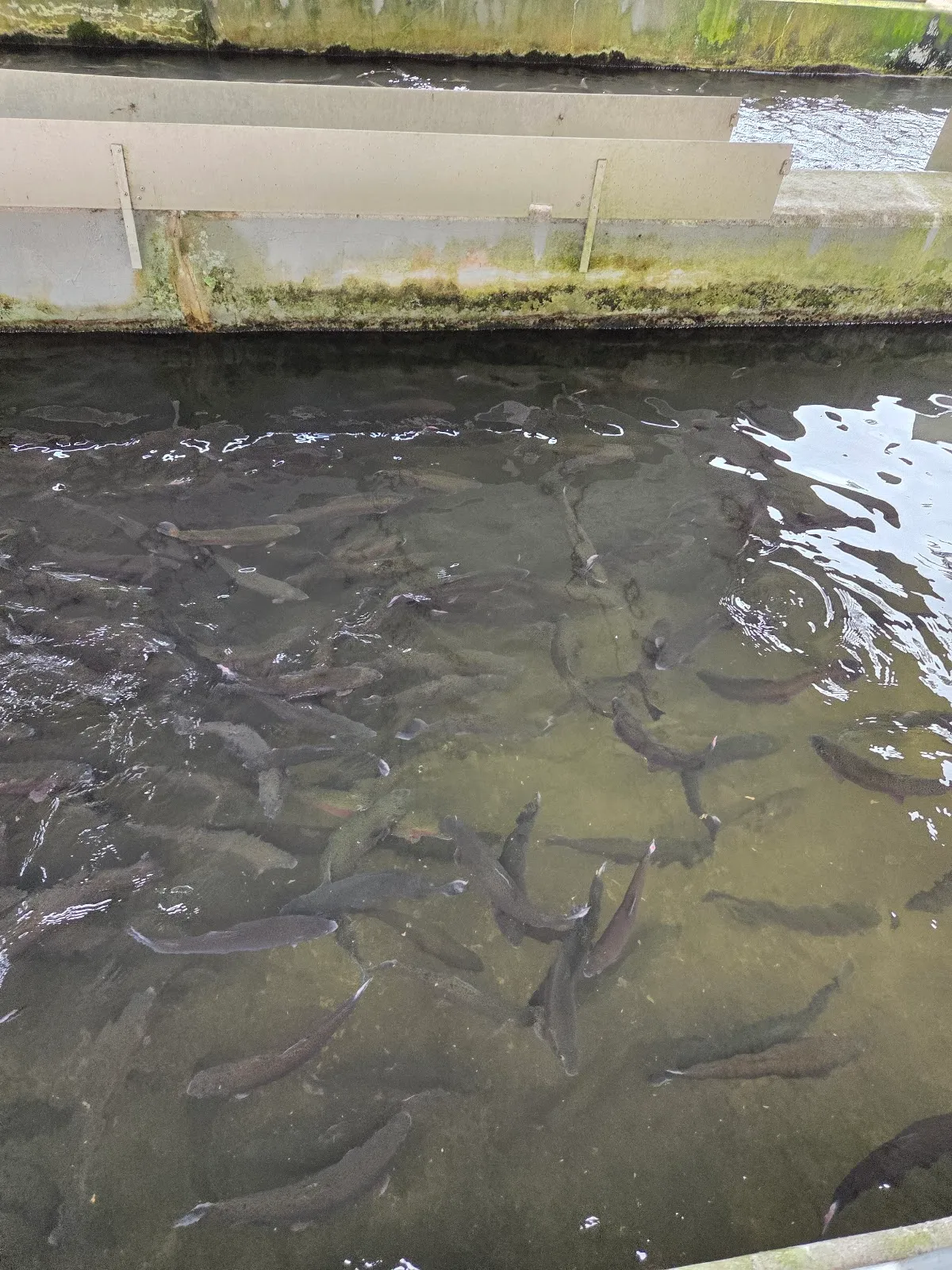 Walhalla State Fish Hatchery