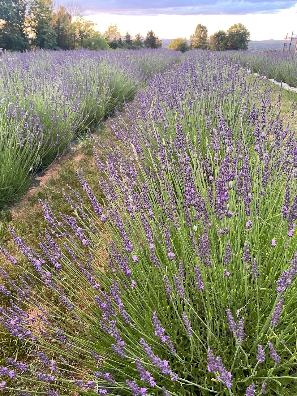 Lavenwood Farms