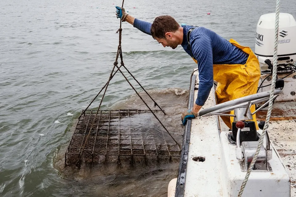 St Michaels Oyster Co