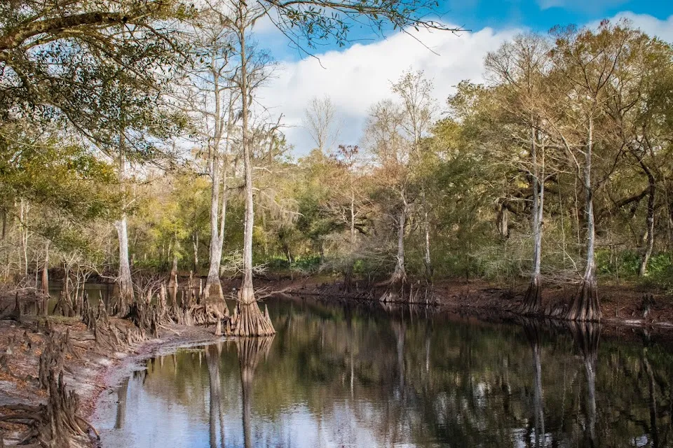 Withlacoochee State Forest
