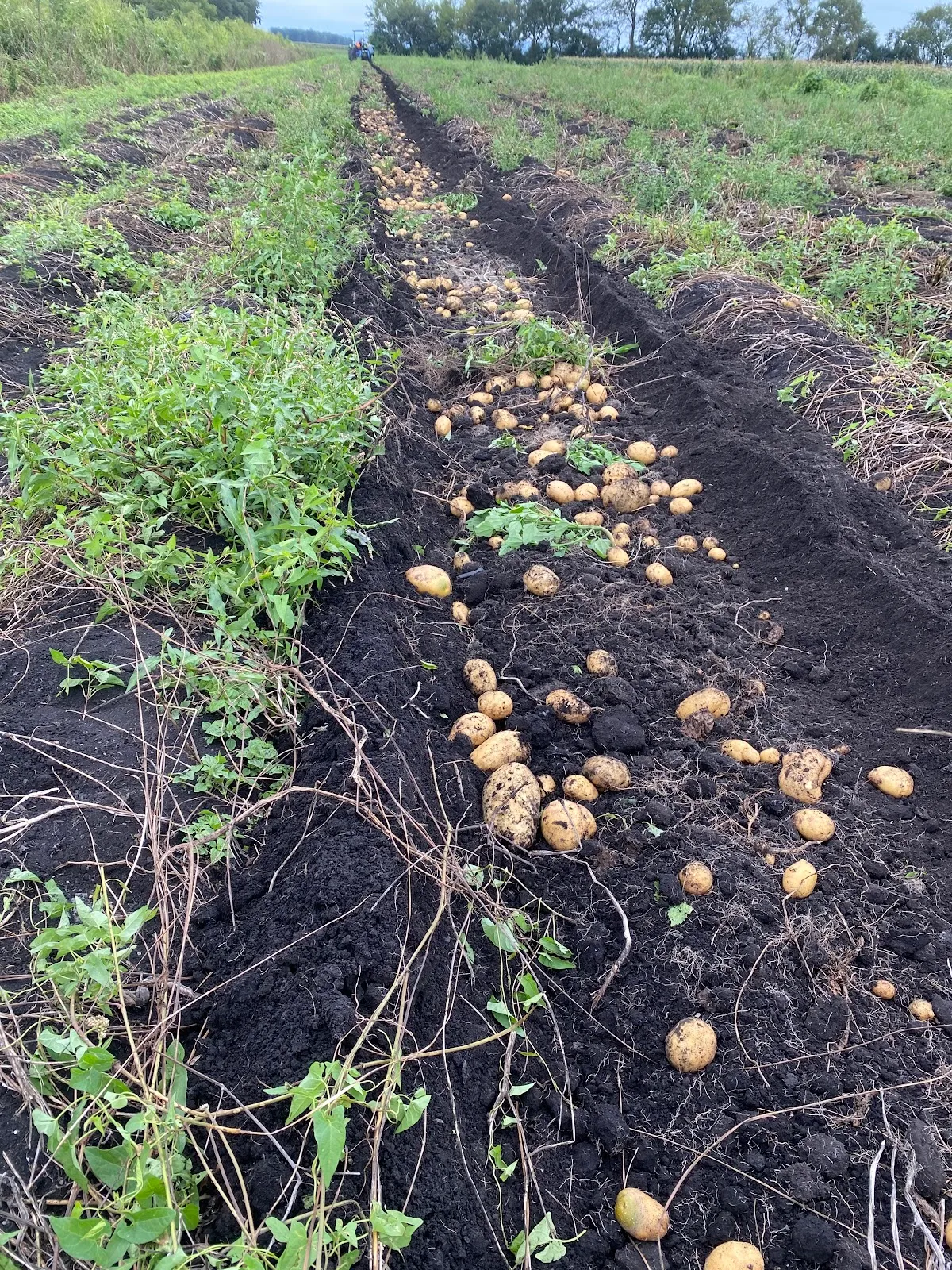Ricky’s Farm Inc