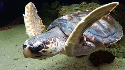 UGA Marine Education Center and Aquarium