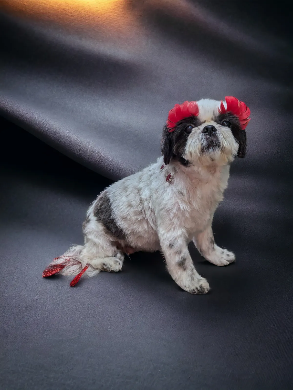 Reu's Corner Pet Spa