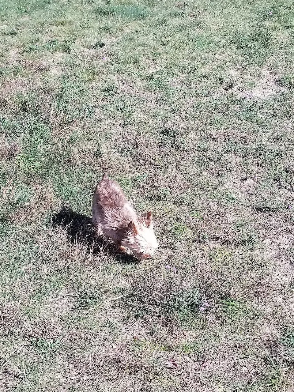 Cadillac Dog Park