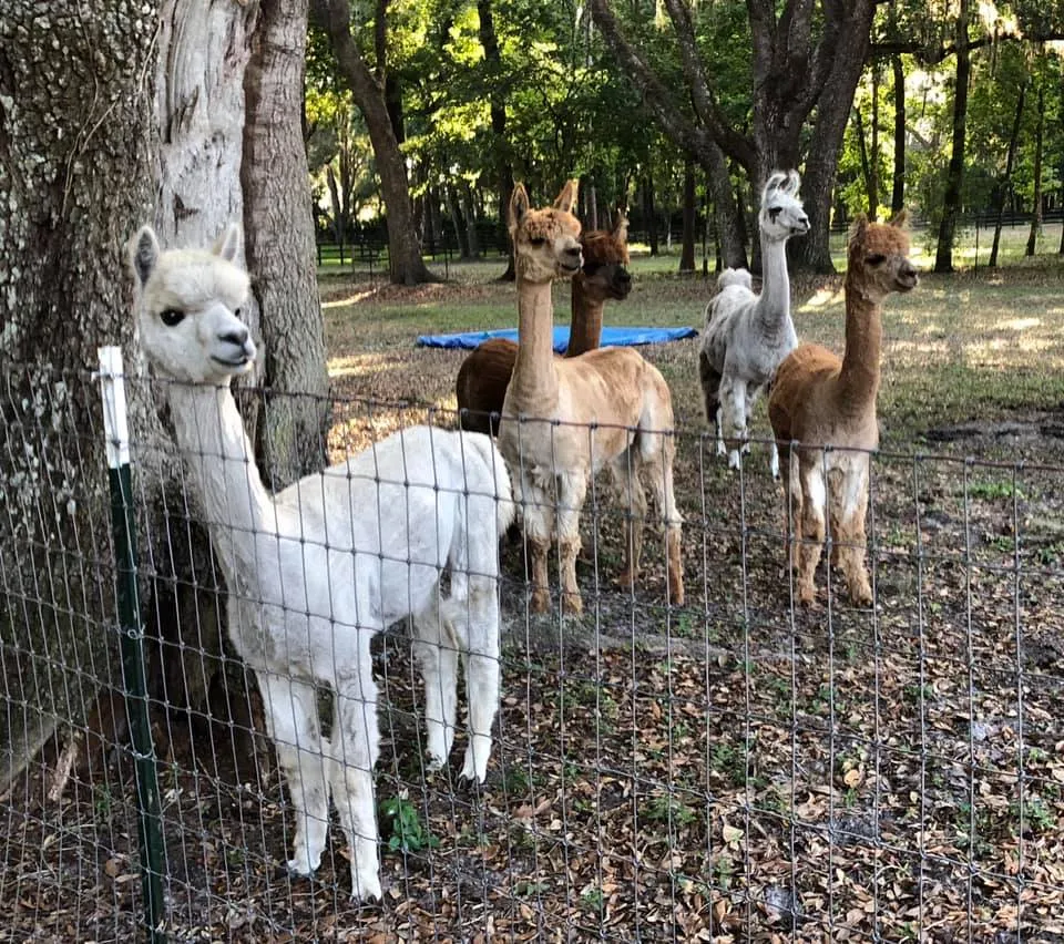 Guardian Angel Alpaca Llama Ranch