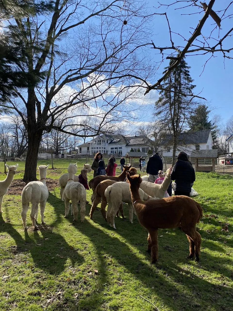 Shalimar Alpacas Farm