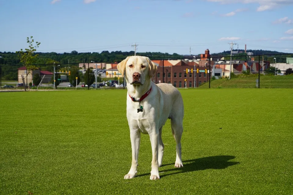 Dog Parks at Christiansburg Huckleberry Park