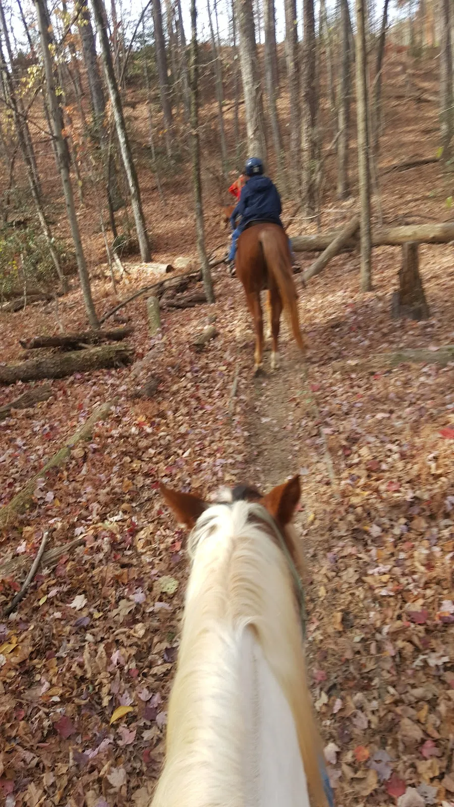 Horse Whisperer Cabin
