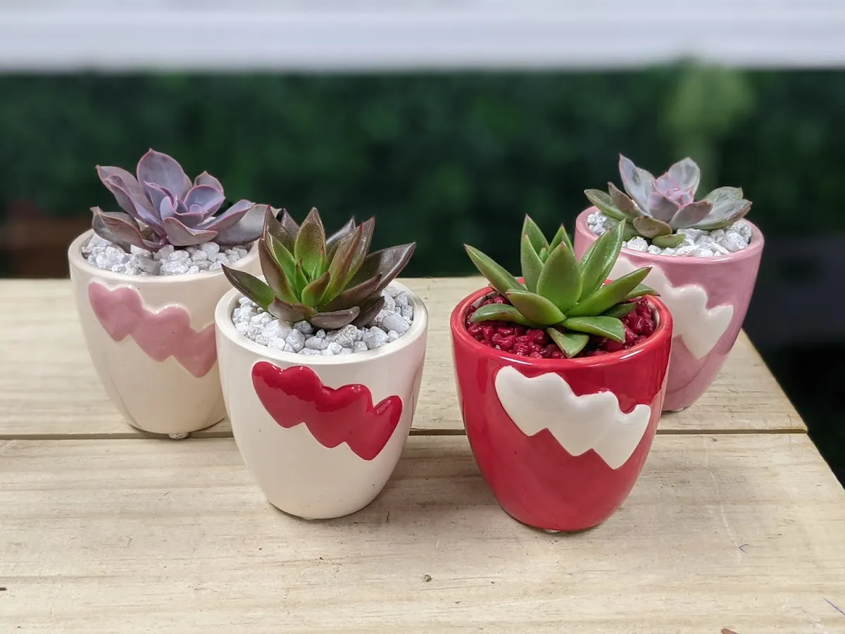 Succulent City
