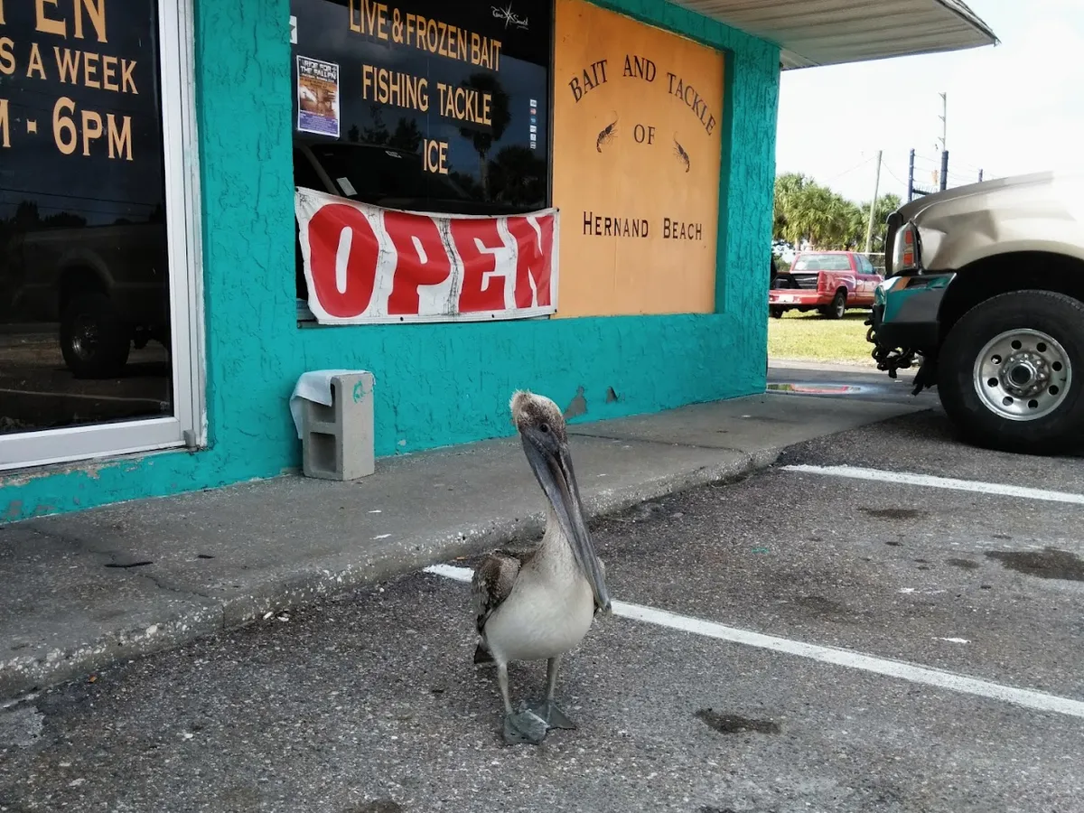 Bait And Tackle Of Hernando Beach