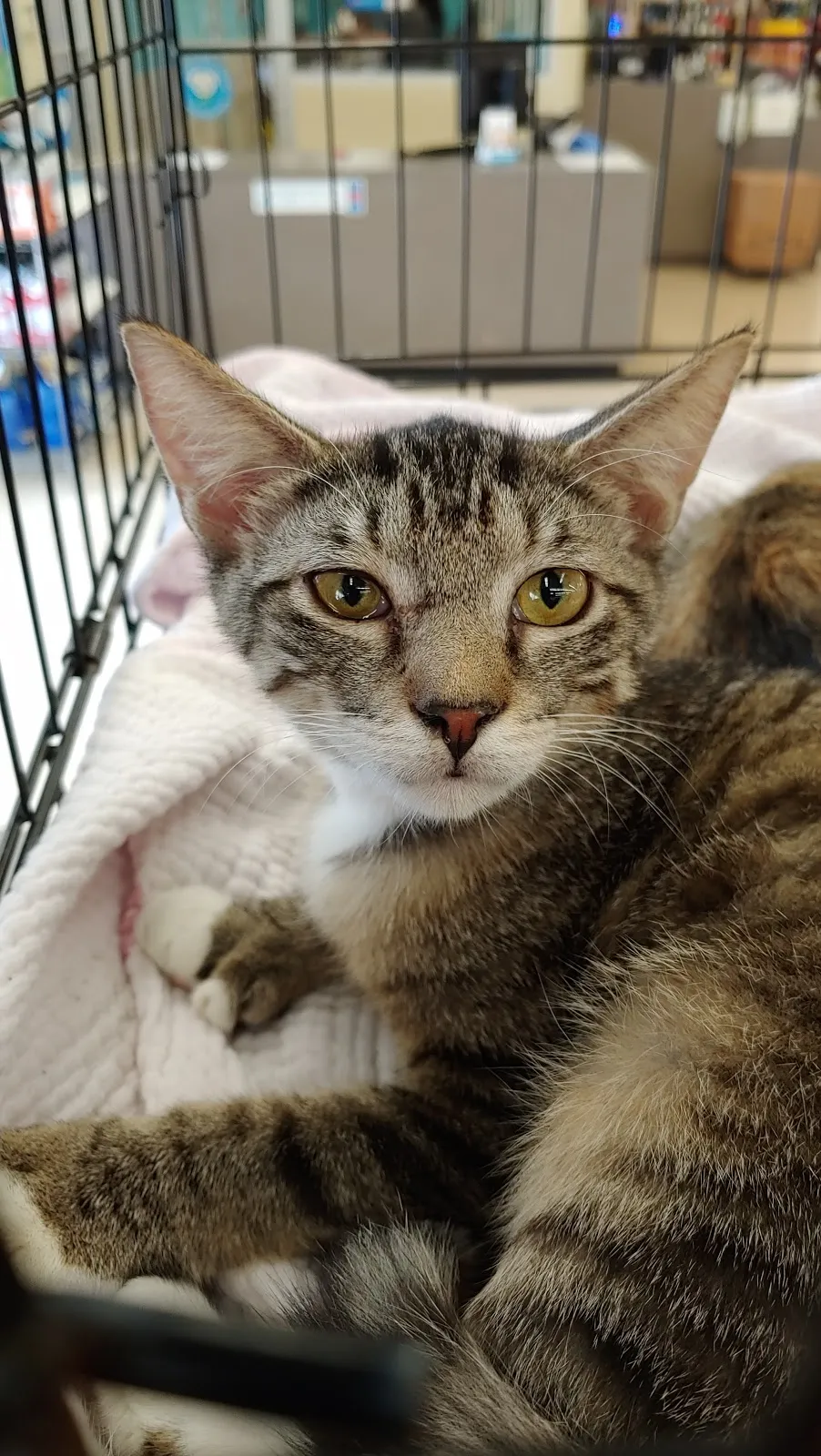 Petco