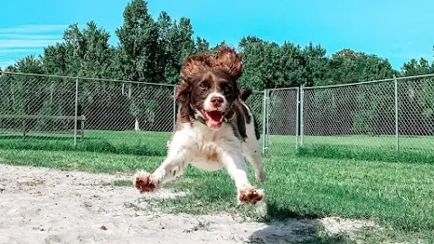 A&E Pet Resort