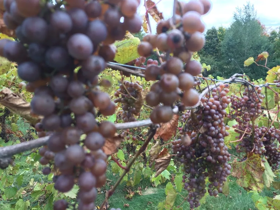 Cadillac Winery