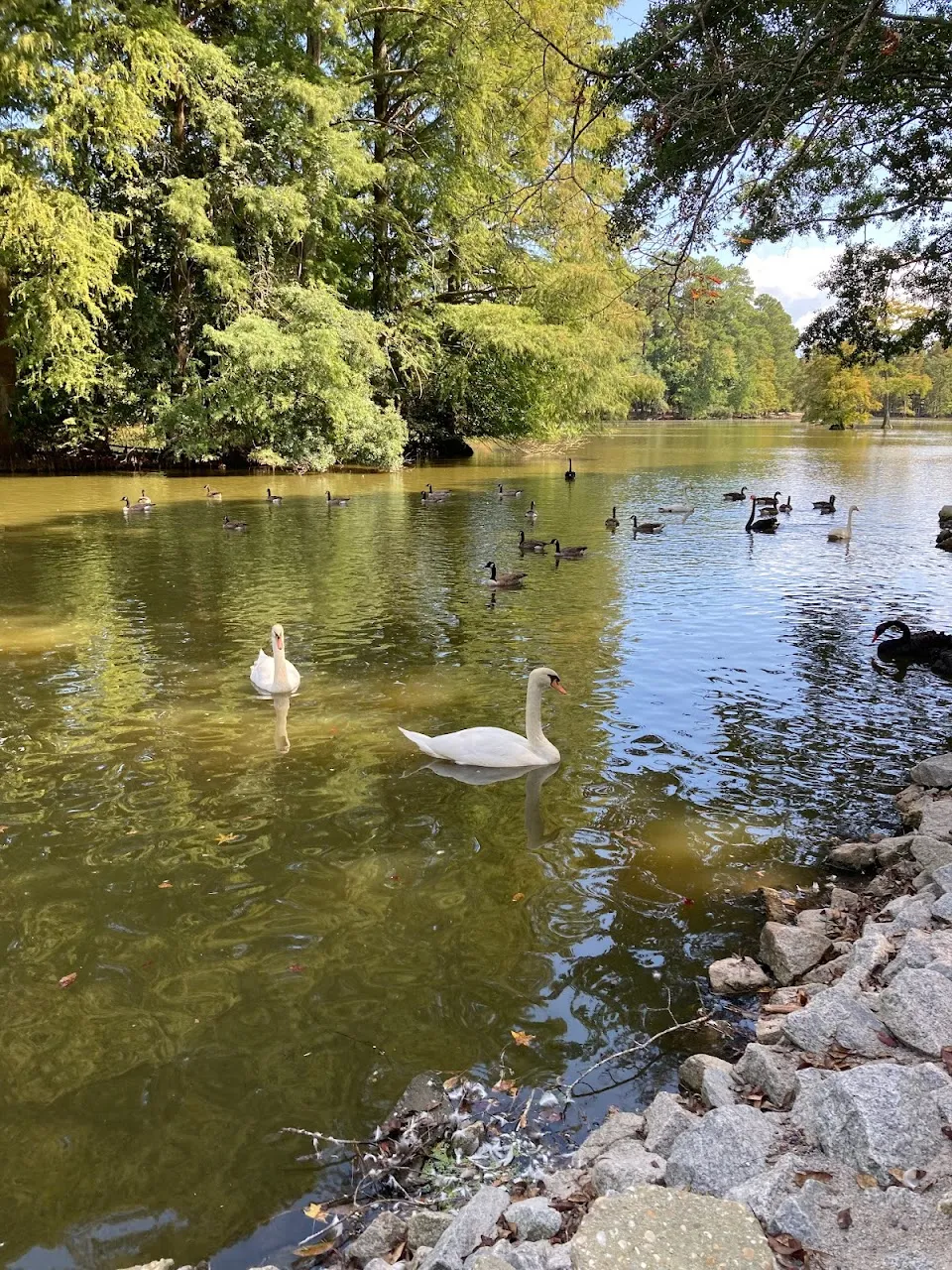Swan Lake Iris Gardens