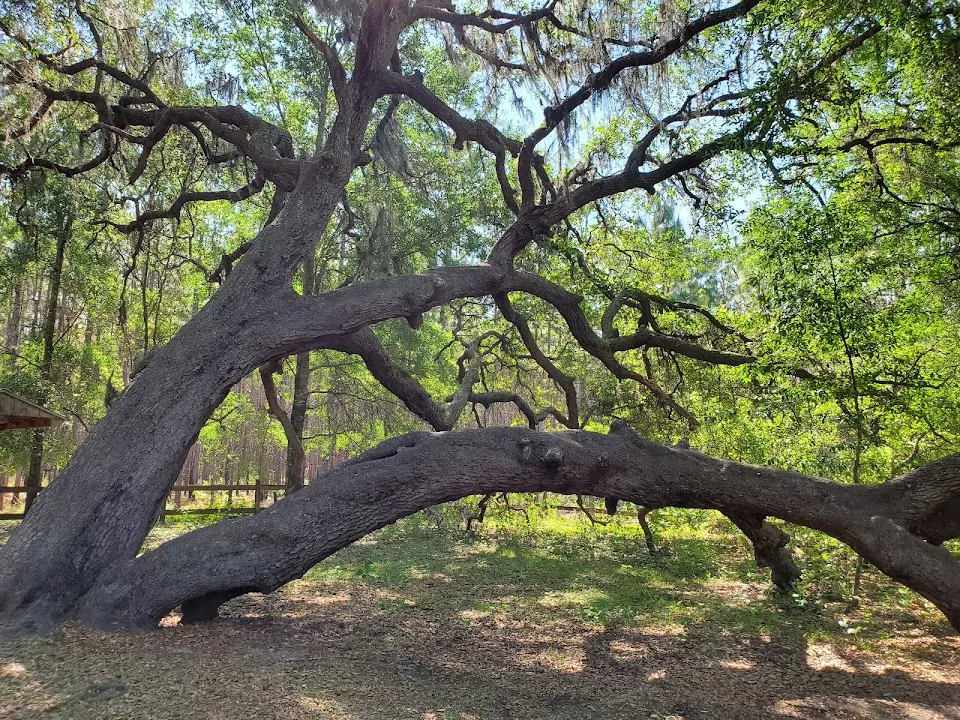 Withlacoochee State Trail - Ridge Manor Trailhead