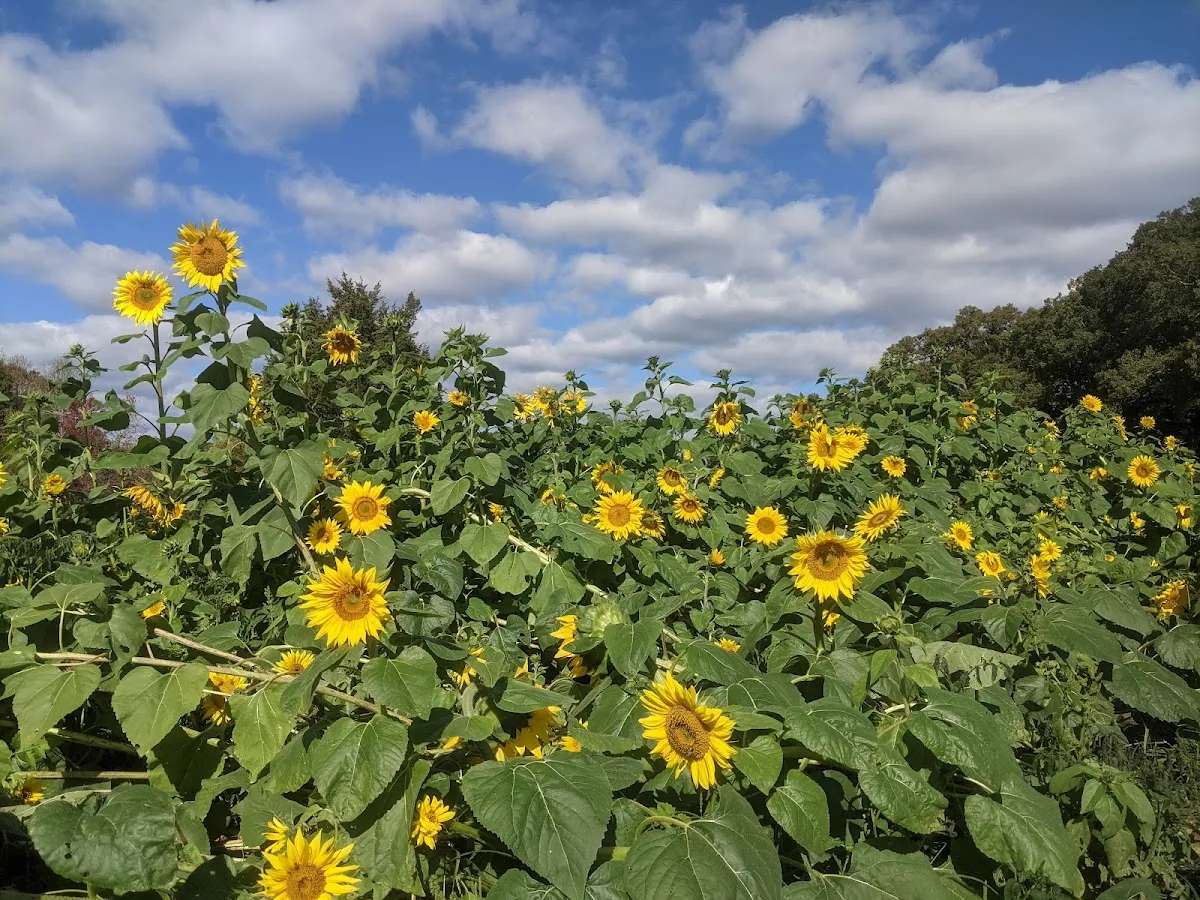 Blooming Acres Farm of NC