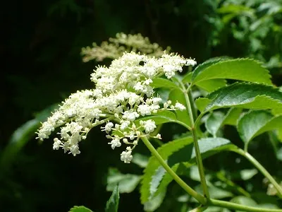 Elderberry Herb Farm LLC
