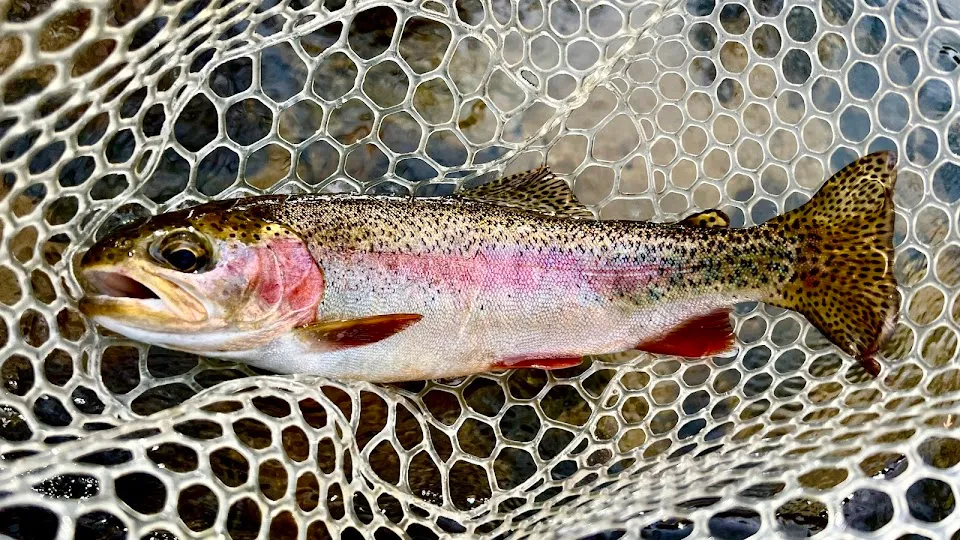 Riverfeet Fly Fishing