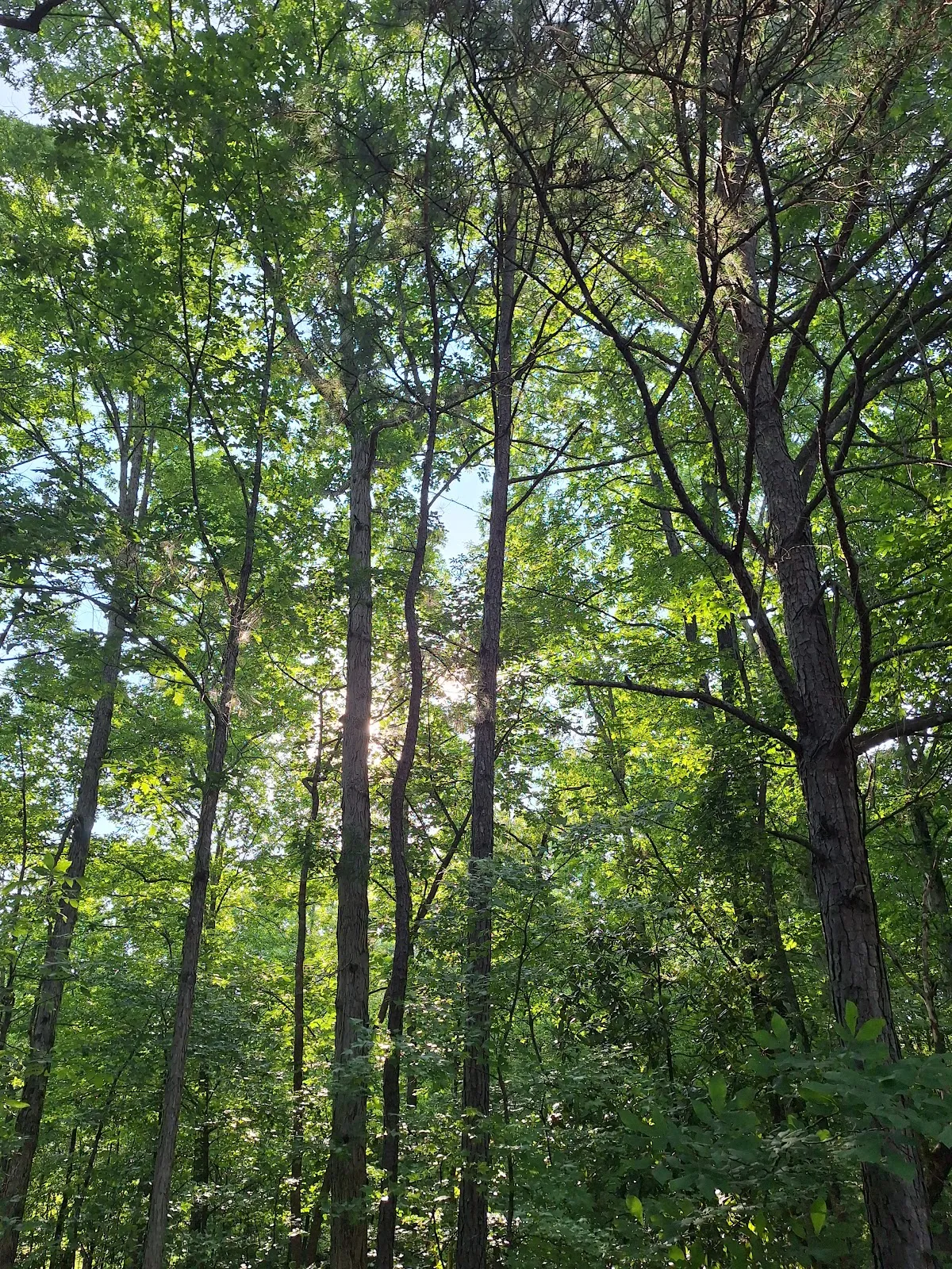 Sequoyah Park