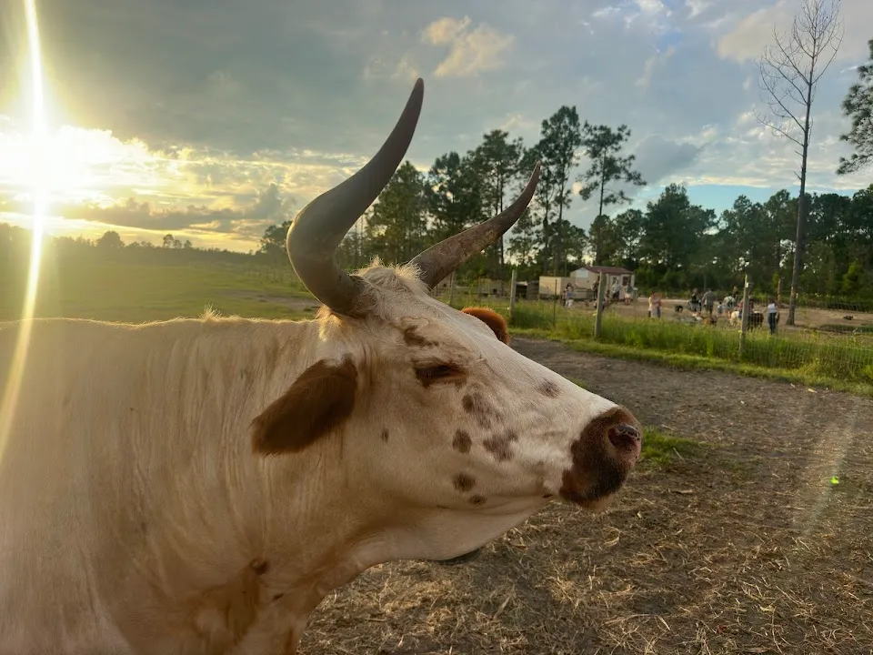 Parsley Lane Farm