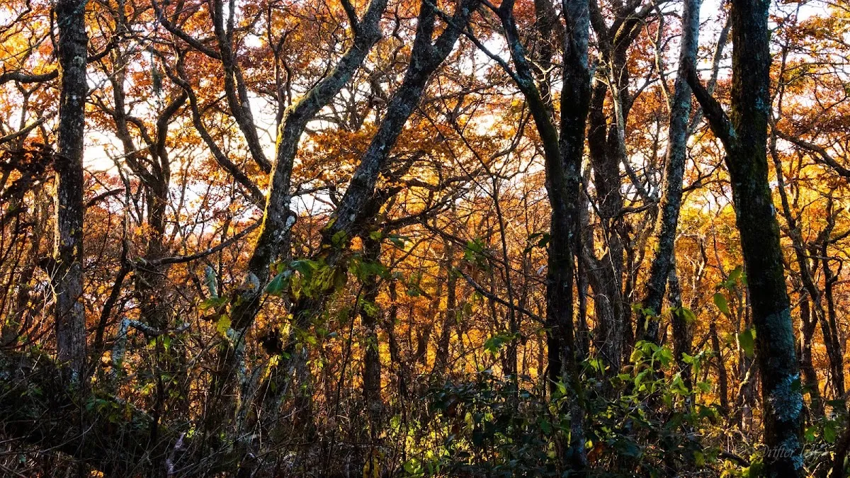 Albert Mountain Fire Tower