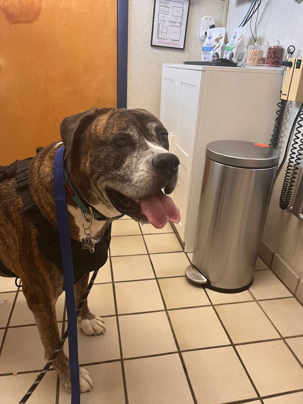 College Park Animal Hospital