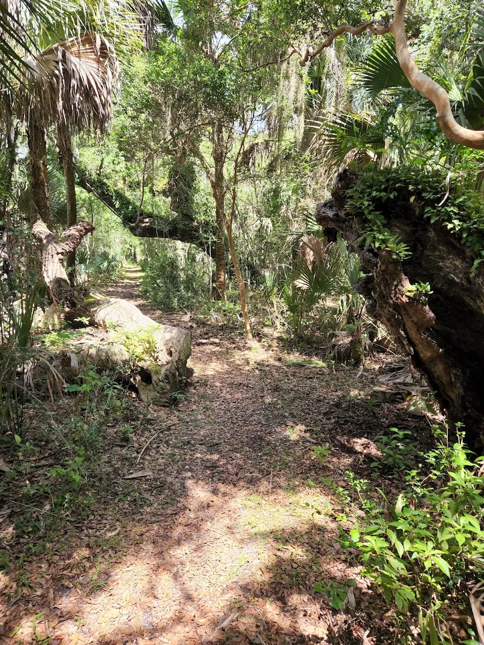 Eldora Hammock Trail