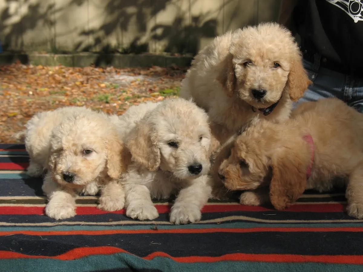 Brooksville Acres Pet Resort & SPA
