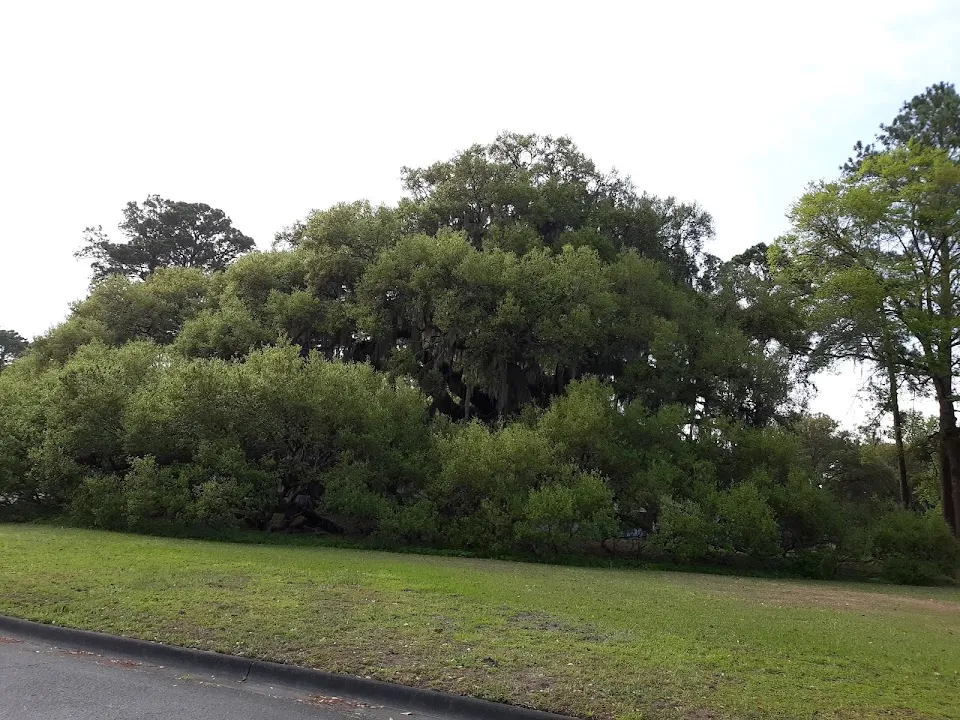 The Majestic Oak Tree