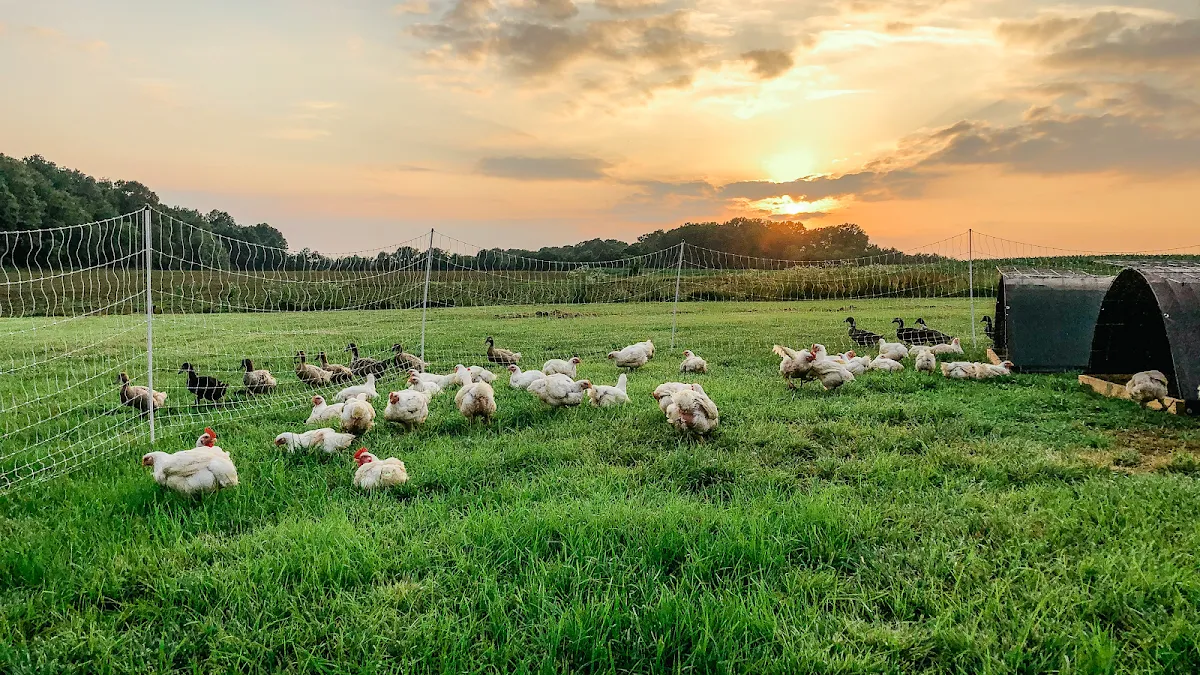 Jamieson Farm