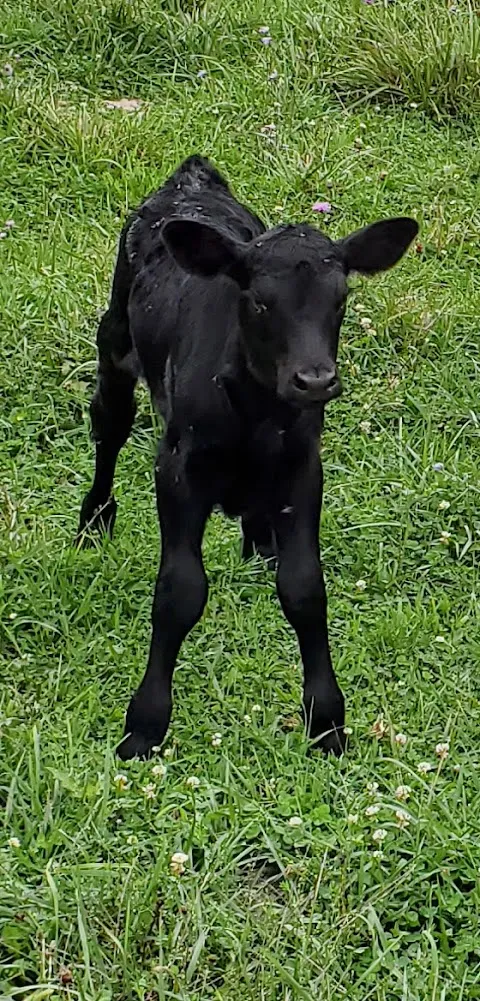 R-N-F Farms
