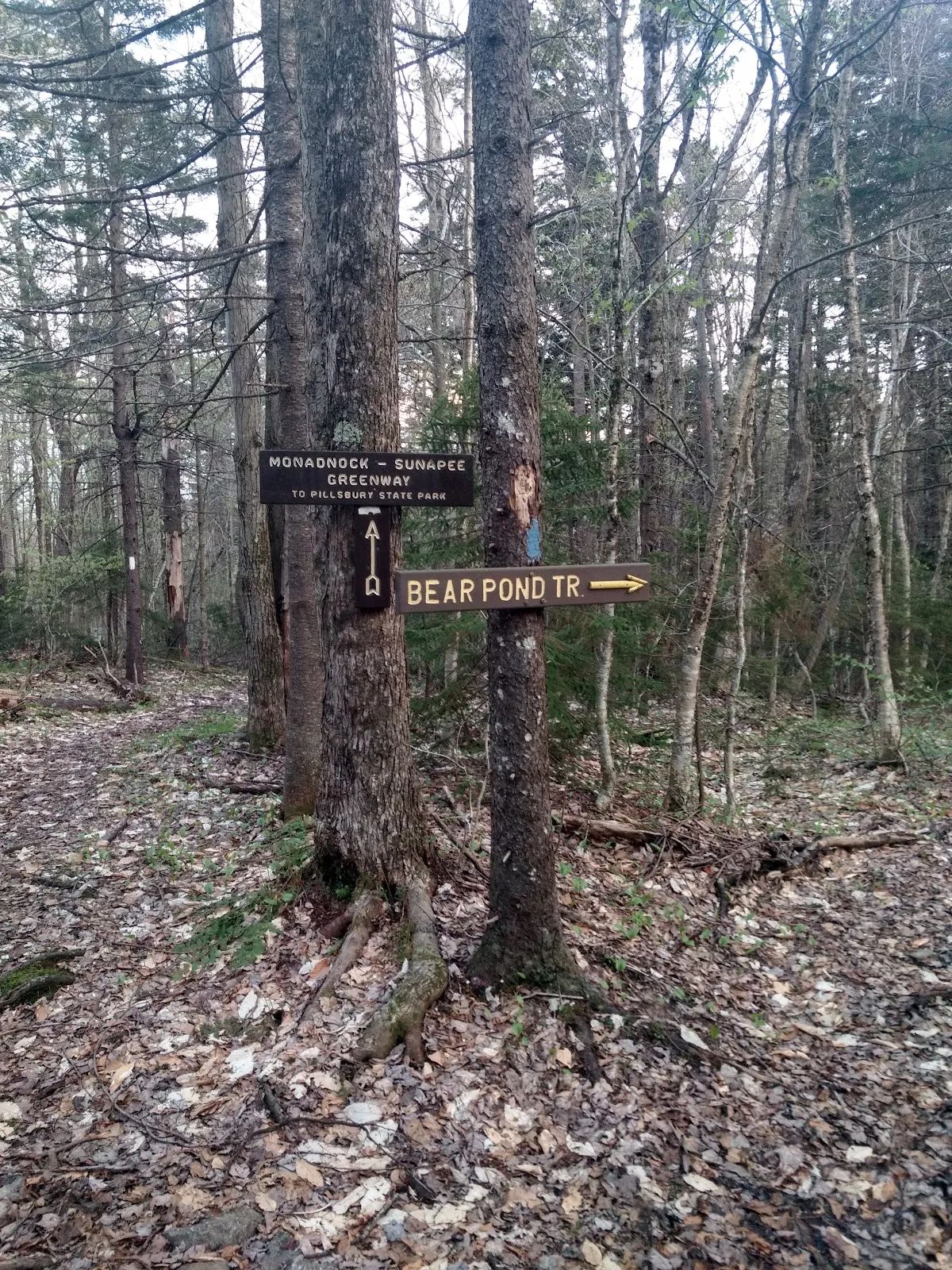 Bear Pond Trail at Pillsbury State Park