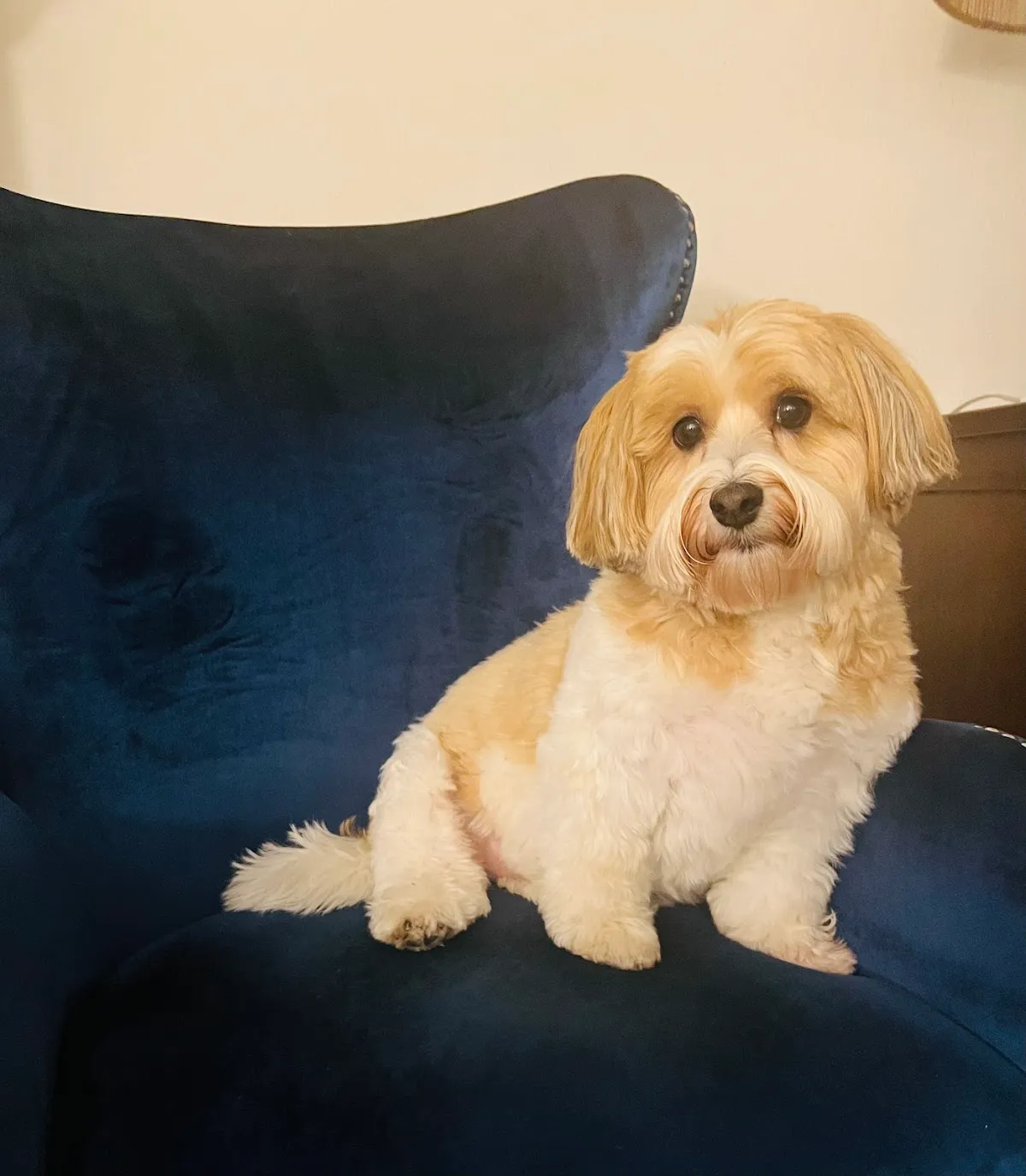 Legacy Vet Care