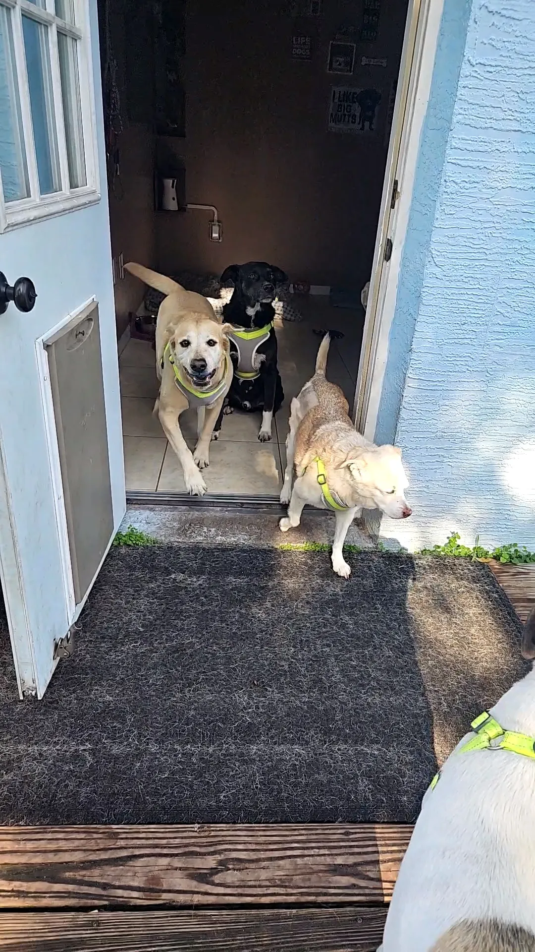 Remmi's World Pet Sitting