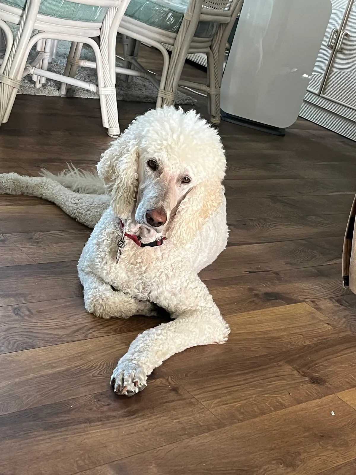 Spring Hill Pet Grooming