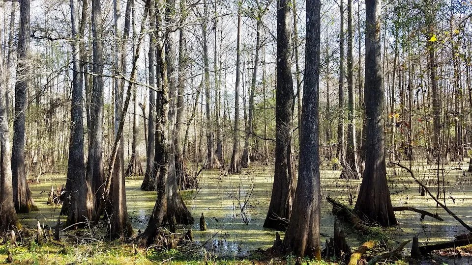 Cypress Lakes Preserve