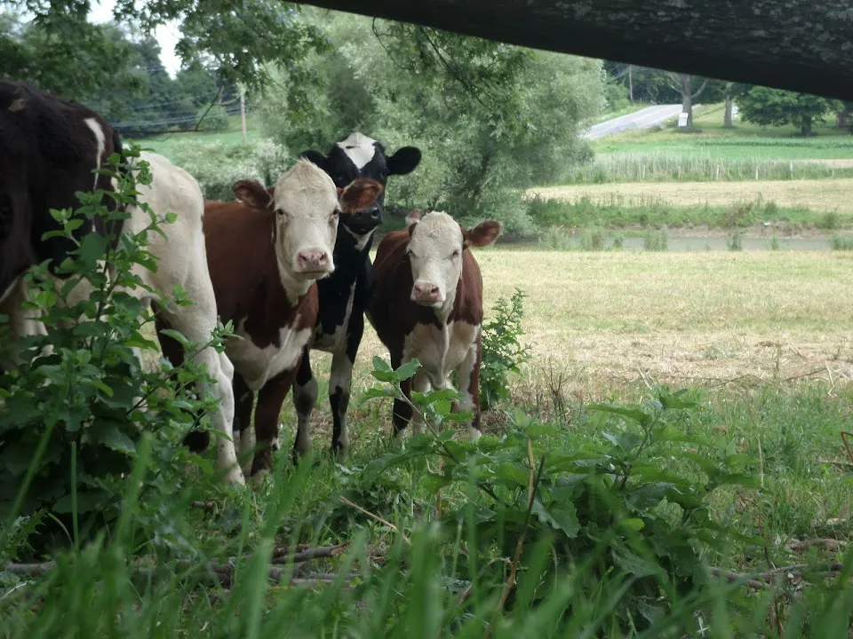Sweetman's Farm Grass-fed Beef