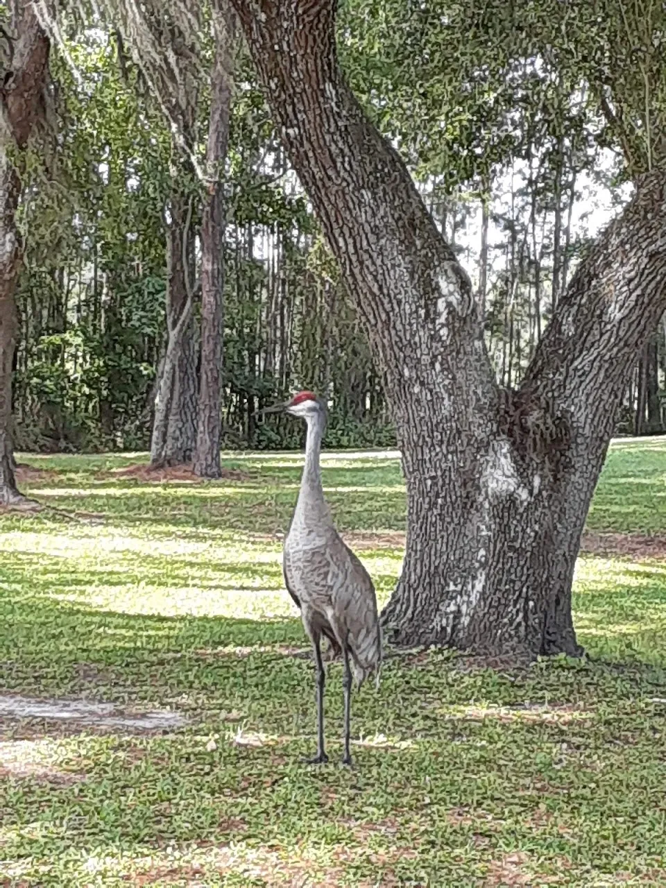 Hernando Oaks Golf Club