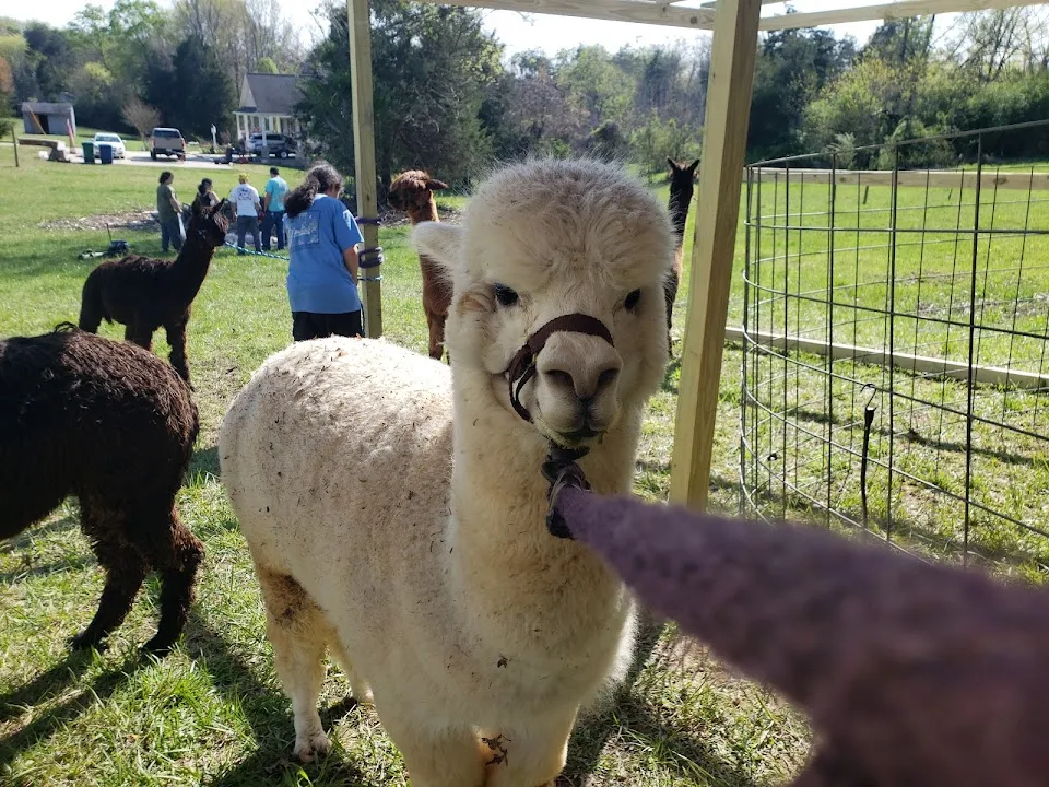 Little Eden Alpaca Farm
