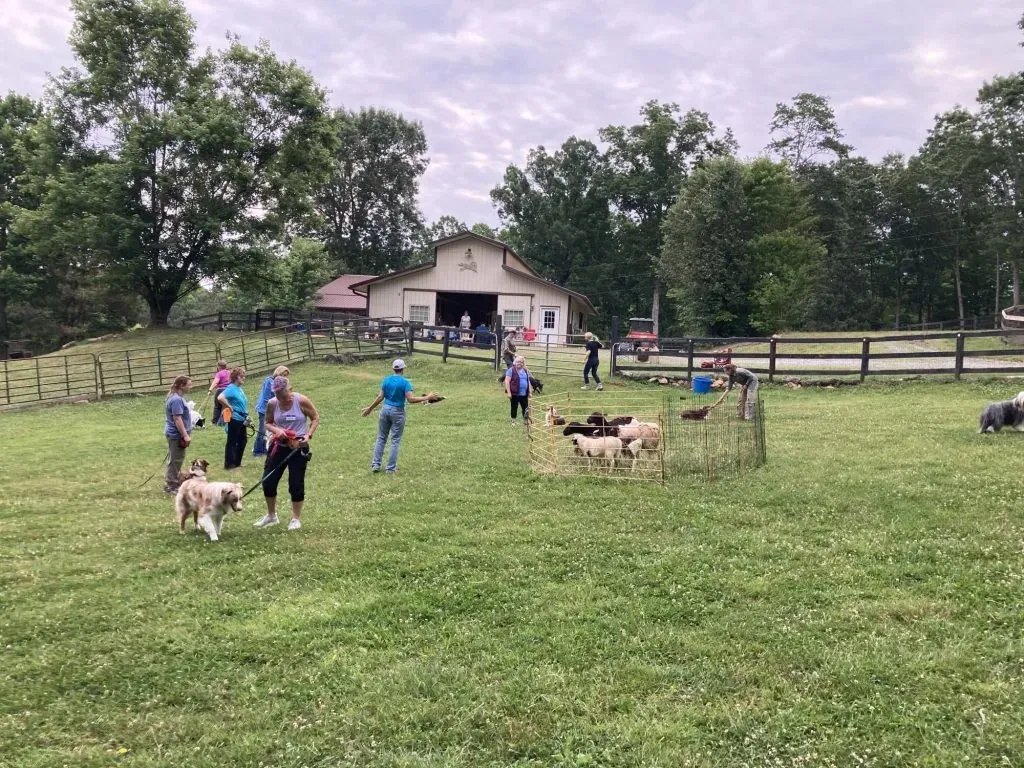New York State Canine Expo