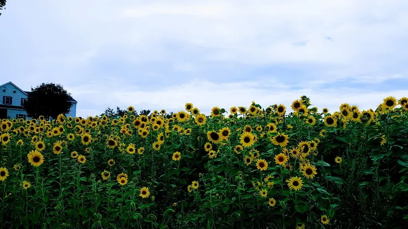 Sycamore Farms