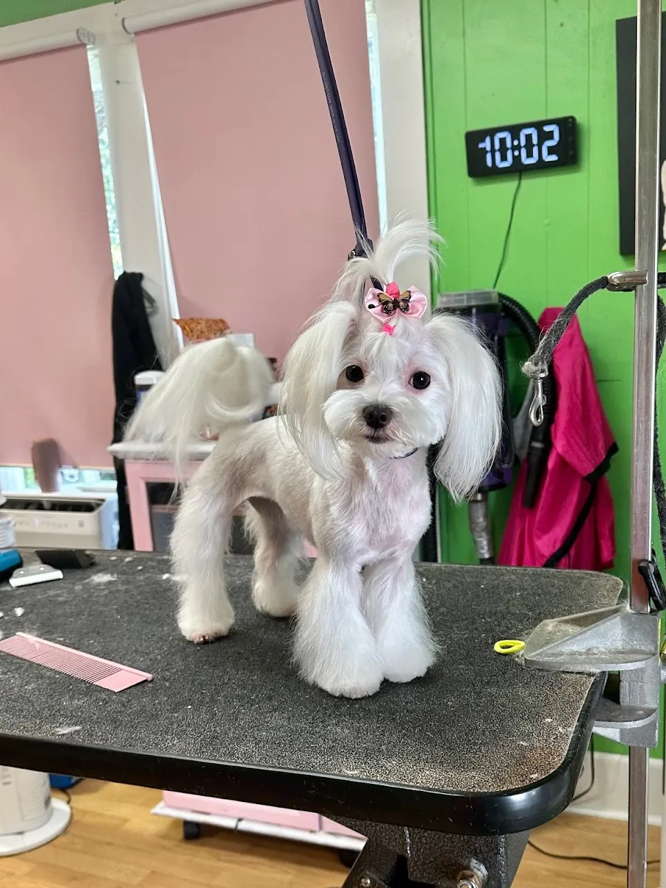 Fantastic Pawz Professional Dog Groomers