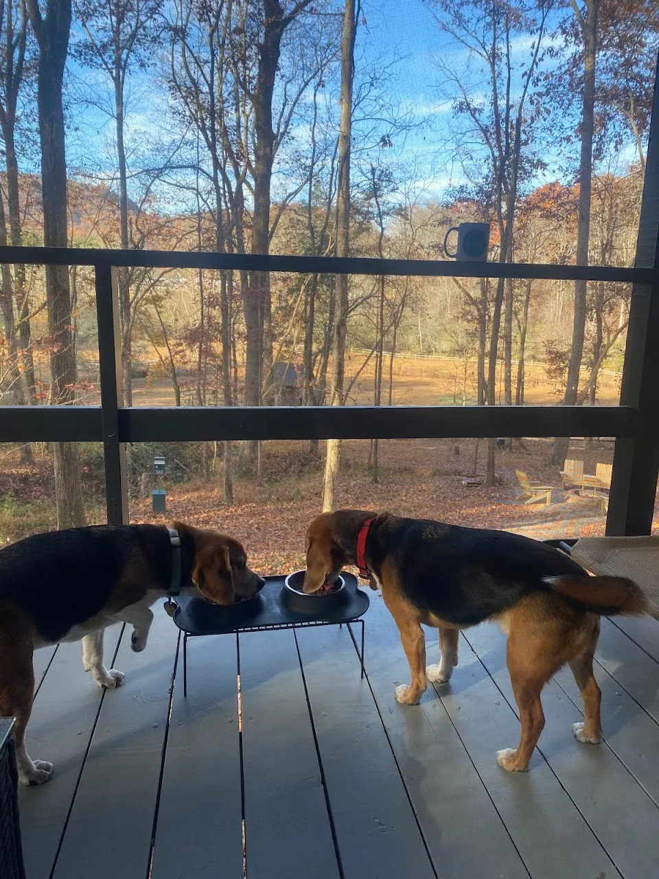 A Holler From Helen Cabin
