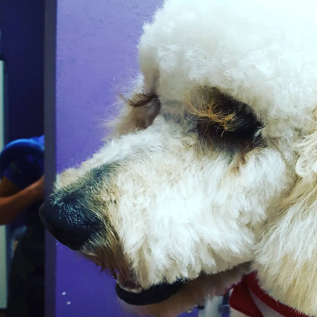 Fluffy Divine The Pet Spa